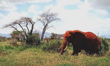 1 Day Tsavo East