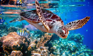1-Day Kisite Mpunguti Marine Park Excursion