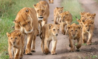 2 Days 1 Night Tsavo East & Tsavo West Safari